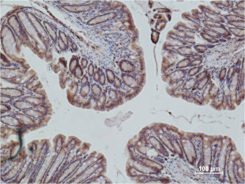 Immunohistochemical analysis of paraffin-embedded Mouse Colon Tissue using eNOS (EM1165) Mouse mAb diluted at 1:500.
