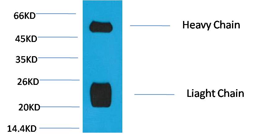 Western blot analysis of Reduced Rabbit IgG, H+L with EM1167 diluted at 1:10,000.
