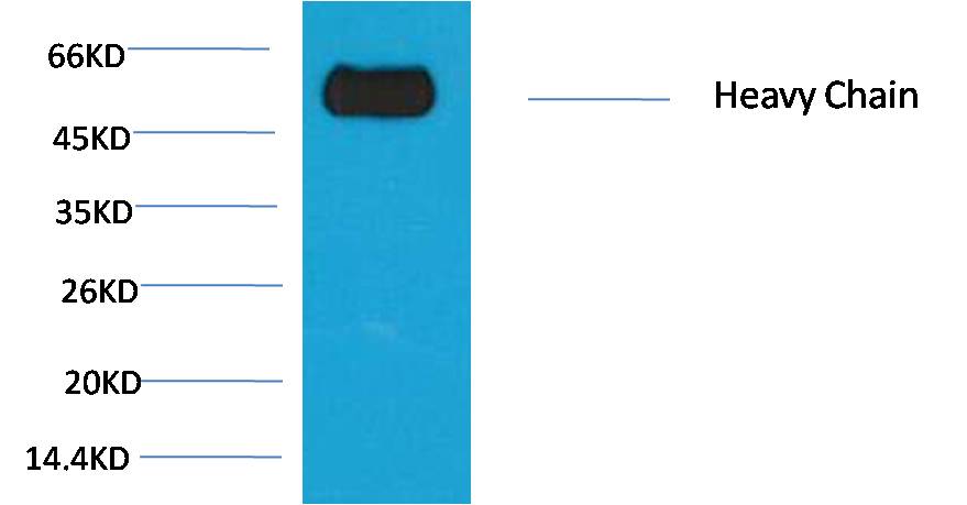 Western blot analysis of Reduced Rabbit IgG, H+L with EM1168 diluted at 1:10,000.