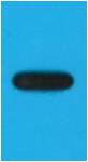 Western blot analysis of recombinant EYFP protein with EM1171 diluted at 1:10,000.