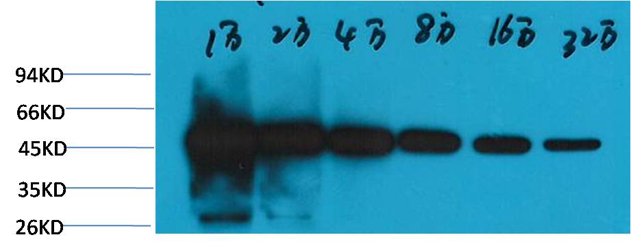 Western blot analysis of Hela, with Beta-tubulin-HRP Conjugated EM1175 diluted at 1:10,000, 20,000, 40,000, 80,000, 160,000, 320,000.