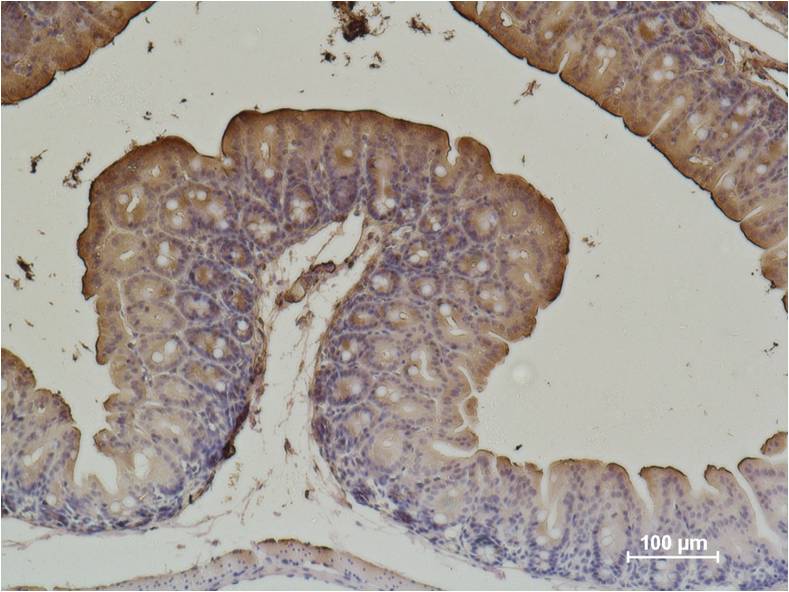 Immunohistochemical analysis of paraffin-embedded Mouse Cecal Tissue using a-Smooth Muscle Actin (EM1177) Mouse mAb diluted at 1:500.