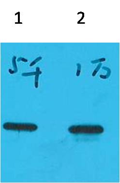 Western blot analysis of Recombinant ECFP Protein with ECFP Mouse mAb EM1178 diluted at 1)1:5,000 2)1:10,000