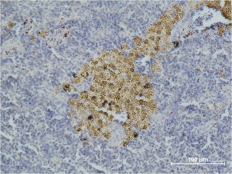 Immunohistochemical analysis of paraffin-embedded Mouse Spleen Tissue using Caspase8 (EM1179) Mouse mAb diluted at 1:500.