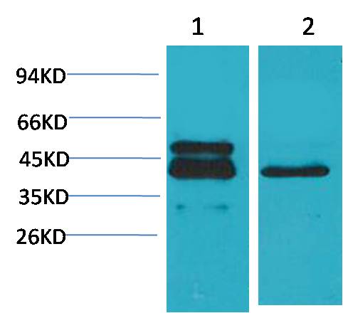 Western blot analysis of 1) A431, 2)3T3 with CREB Mouse mAb EM1185 diluted at 1:2,000.