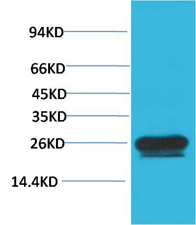 Western blot analysis of Hela with HSP27 Mouse mAb EM1192 diluted at 1:2,000.