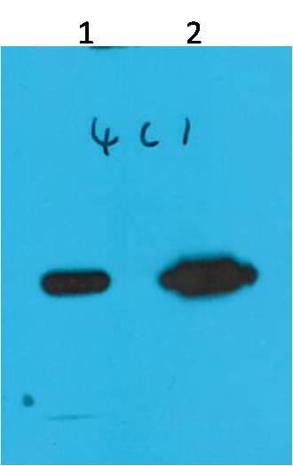 Western blot analysis of Recombinant Nano-Tag9 Protein with Nano-Tag9 Mouse mAb EM1203 diluted at 1)1:10,000 2)1:5,000