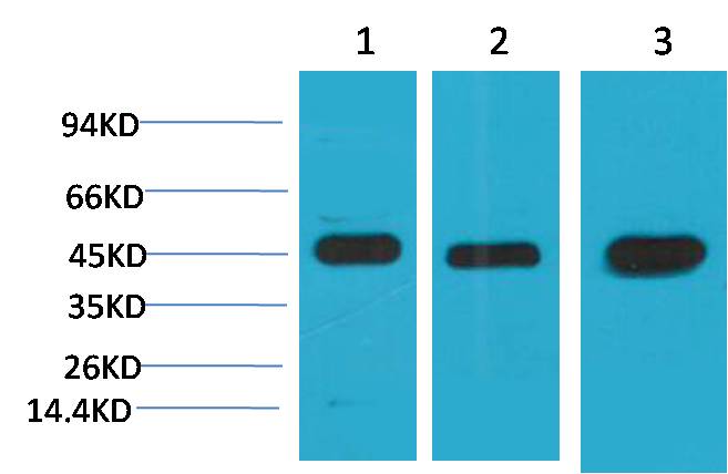 Western blot analysis of 1) Hela, 2)3T3, 3) Rat Brain Tissue with MEK2 Mouse mAb EM1205 diluted at 1:2,000.