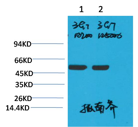 Western blot analysis of Arabidopsis with Rubisco(Large Chain) Mouse mAb EM1214 diluted at 1)1:2,000 2)1:5,000