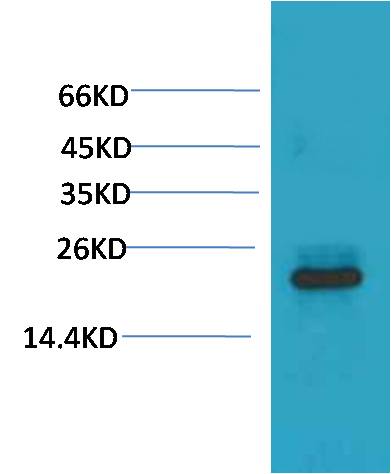 Western blot analysis of 293T with HSPB8/HSP22 Mouse mAb EM1230 diluted at 1:2,000.