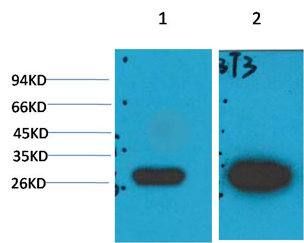 Western blot analysis of 1)MCF7, 2) 3T3 with Galectin-3 Mouse mAb EM1237 diluted at 1:2,000.