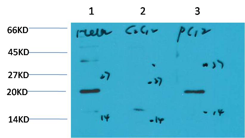 Western blot analysis of 1) Hela Cell Lysate, 2) C2C12 Cell Lysate, 3) PC12 Cell Lysateusing Bax (EM1268) Mouse mAb diluted at 1:1000.