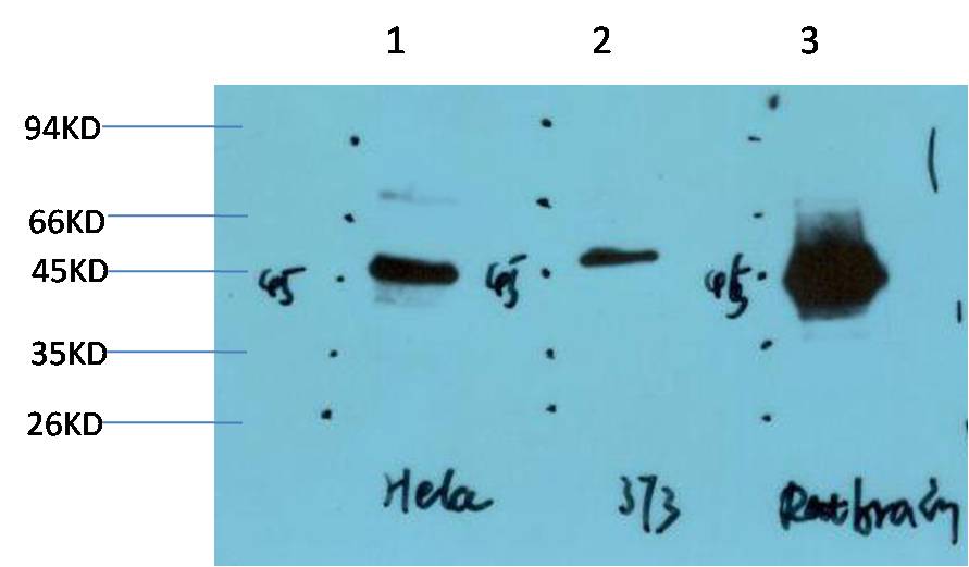 Western blot analysis of 1) Hela Cell Lysate, 2) 3T3 Cell Lysate, 3) Rat Brain Tissue Lysate using GSK3Beta (EM1283) Mouse mAb diluted at 1:1000..