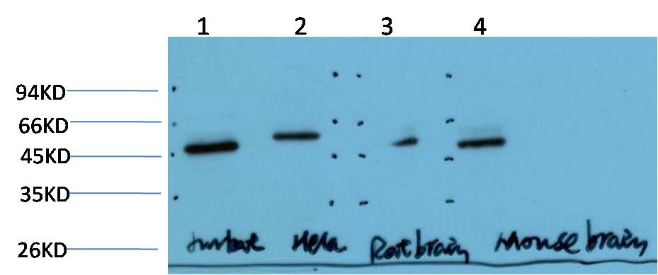 Western blot analysis of 1) Jurkat Cell Lysate, 2)Hela Cell Lysate, 3) Rat Brain Tissue Lysate, 4) Mouse Brain Tissue Lysate using Gamma Tubulin ( EM1302 ) Mouse mAb diluted at 1:2000.