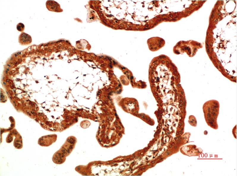 Immunohistochemical analysis of paraffin-embedded Human Placental Tissue using TGFBeta1 (EM1334) Mouse mAb diluted at 1:200.