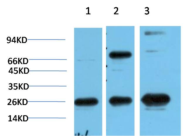 Western blot analysis of 1) Hela Cell Lysate, 2)3T3 Cell Lysate, 3) PC12 Cell Lysate using HP-1Gamma (EM1364) Mouse mAb diluted at 1:1000.