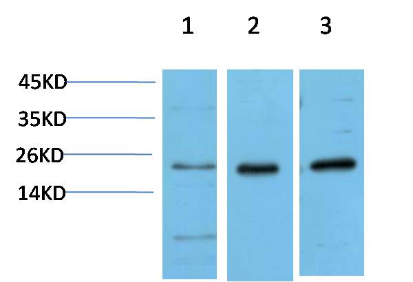 Western blot analysis of 1) Hela Cell Lysate, 2)3T3 Cell Lysate, 3) PC12 Cell Lysate using HP-1Alpha (EM1366) Mouse mAb diluted at 1:1000.