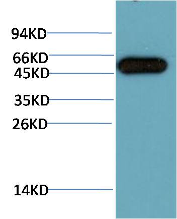Western blot analysis of Hela Cell Lysate using ATG5 (EM1374) Mouse mAb diluted at 1:10000.