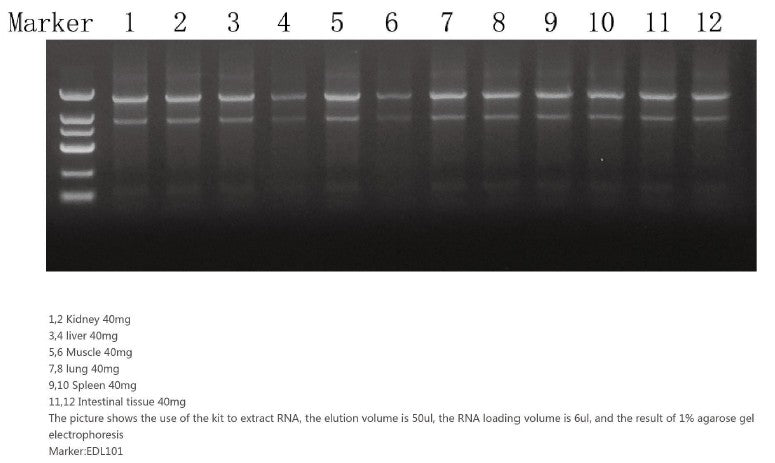 Total RNA Extraction Kit