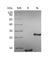 Recombinant Human TGF-beta 1