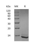 Recombinant Human IL-15