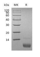 Recombinant Human CXCL12 (72AA)