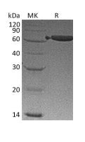 Recombinant Mouse EpCAM (C-Fc)