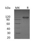 Recombinant Human SEMA4B (C-Fc-6His)