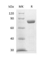 Recombinant Mouse Nectin-4 (C-Fc)