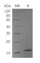 Recombinant Human LGALS1 (C-6His)