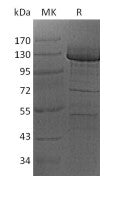 Recombinant Human PCDH10 (C-Fc)