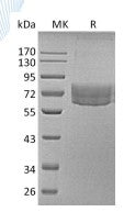 Biotinylated Human TIM-3 (C-Fc-Avi)