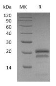 Recombinant Human VEGF165