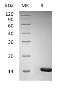 Recombinant Human/Murine/Rat BDNF