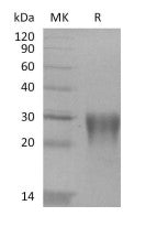 Recombinant Human LAP (TGF-beta 1)
