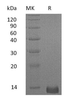 Recombinant Human CXCL4 (C-6His)