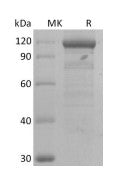 Recombinant Human Wnt3a