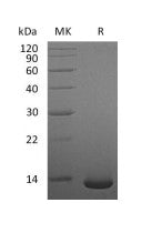 Recombinant Human/Mouse/Rat BMP-2