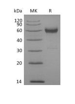 Recombinant Cynomolgus 4-1BB (C-Fc)