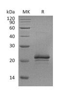 Recombinant Rat VEGF 164
