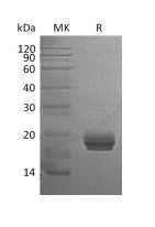 Recombinant Human GM2A (C-6His)