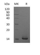 Recombinant Human GM-CSF (E. coli)