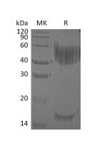 Recombinant Human Haptoglobin (C-6His)