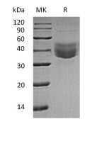 Recombinant Human CLEC10A (C-6His)