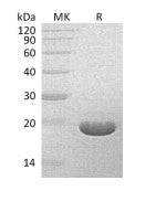 Recombinant S. hygroscopicus BAR