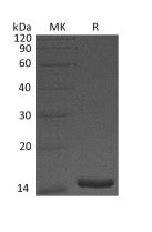 Recombinant Human CST3 (Mammalian)