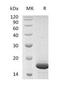 Recombinant Human FGFb (146AA)