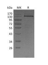 Recombinant Human THBS1 (C-10His)