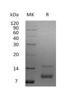 Recombinant Human IGF-I (67AA)