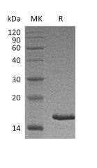 Recombinant Cynomolgus TSLP (C-6His)